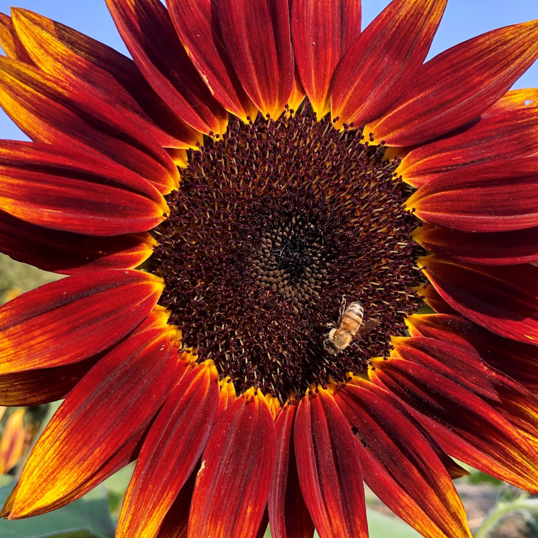 "California Sunflowers" by John Parks